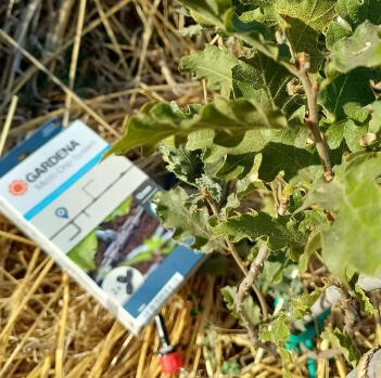 Automatic Irrigation Installed [Tree Planting]